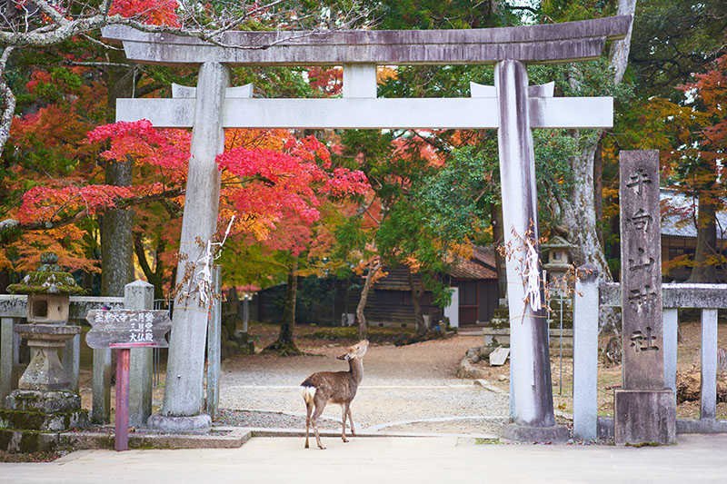 Shika no Tsunokiri, la antigua tradición de Nara